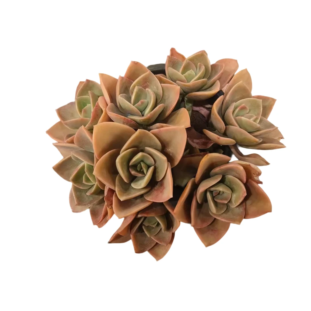 佳丽园艺  鹤氏  粉丝多肉植物   综合链接