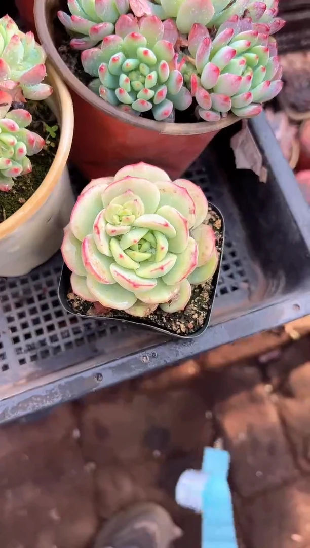 落*多肉植物一物一拍27302