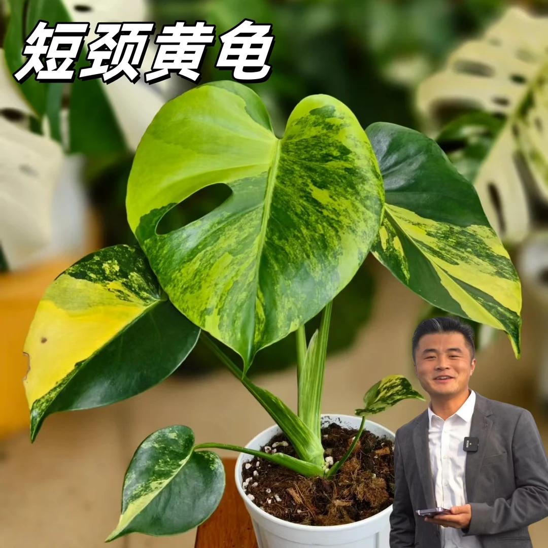 【热植馆】短颈黄锦龟背竹高端观叶绿植盆栽室内玄关热带ins网红