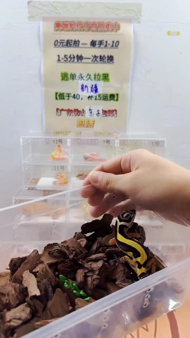 豹纹守宫豹纹守宫幼苗亚成体成体肥尾