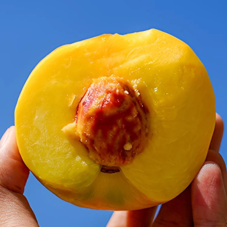 黄金蜜桃油桃芒果桃新鲜应季水果黄心肉脆甜桃子顺丰包邮