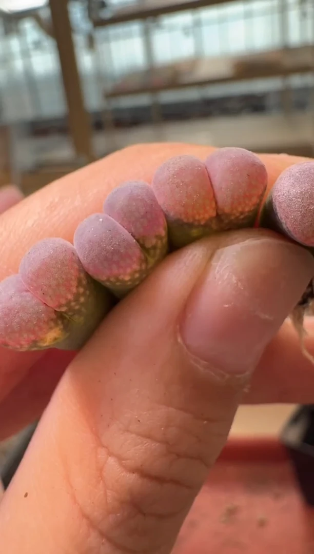 13-478多肉植物肉锥