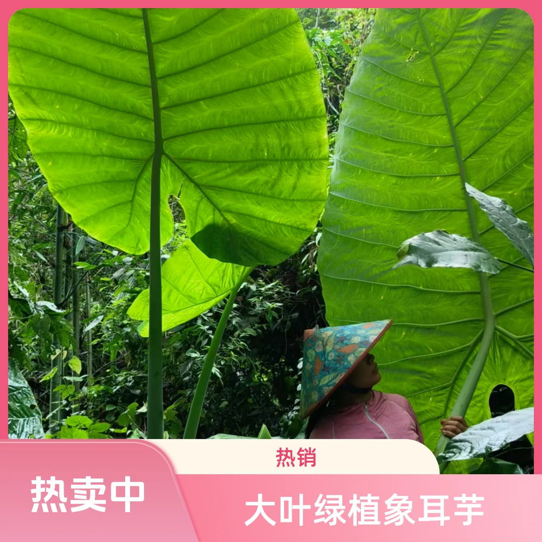 象耳芋热带绿植大叶绿植休眠期》来年回暖在购买绿植