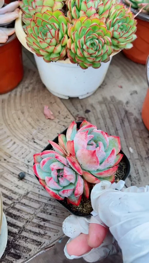 11082多肉植物一物已拍