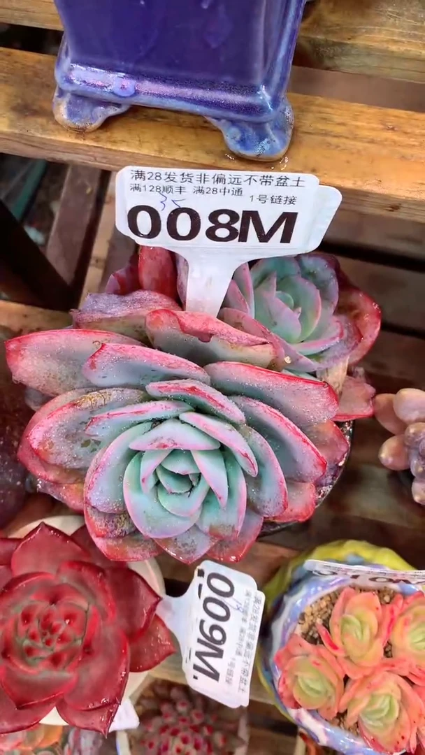 008M 布鲁兰 （一物一拍，精品多肉，所见即所得 ）