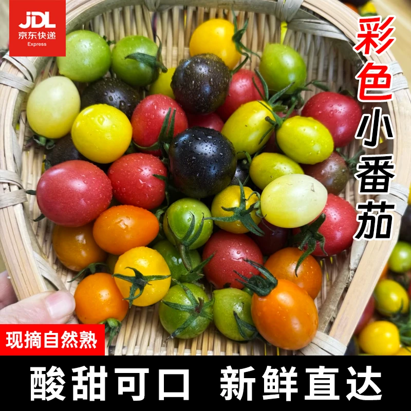 【京东快递】山东四色/六色小番茄“一番好柿”礼盒多汁低糖水果送礼
