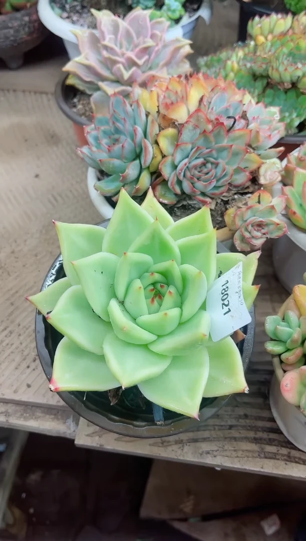 吖*18021多肉植物一物一拍