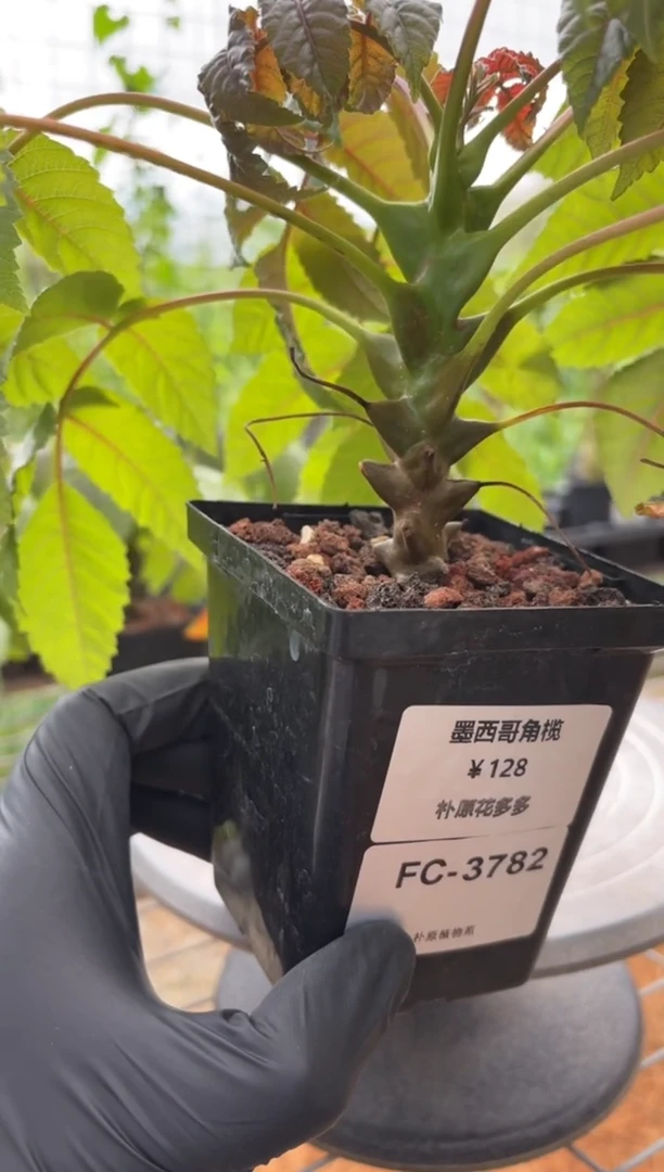 墨西哥角榄FC-3782