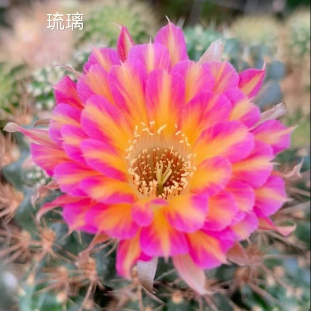 满十八元包邮【新品琉璃丽花2棵仙人球】