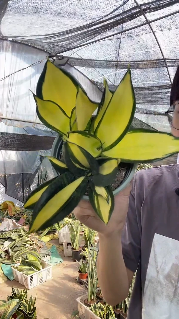 白月光带盆土16.8