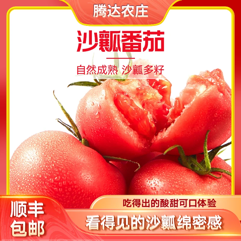 沙瓤西红柿农场新鲜现摘自然熟酸甜可口应季番茄