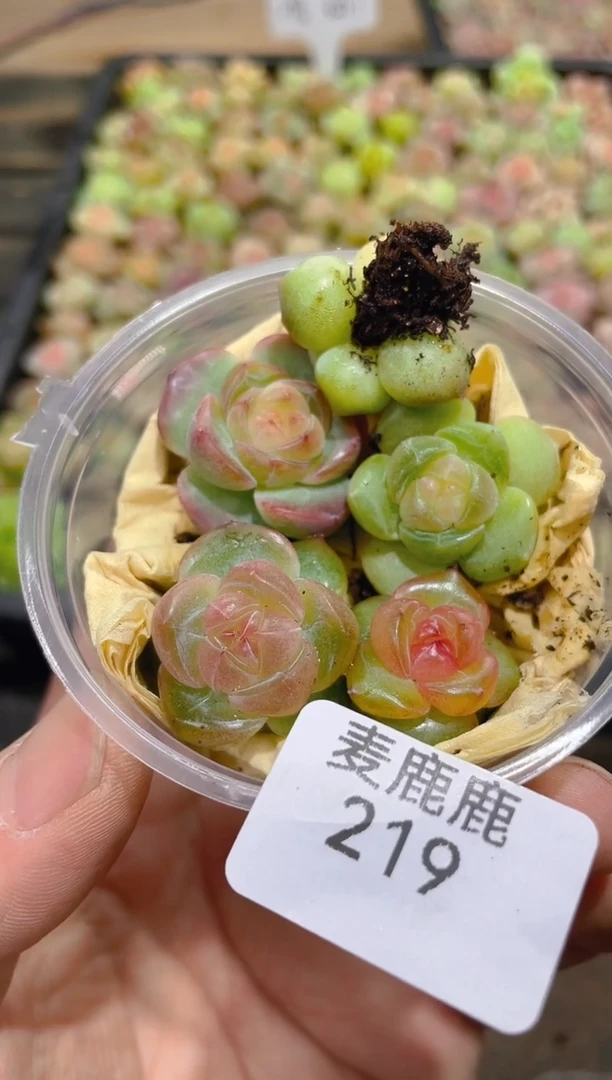 219霸道珍妮森罗万象模特款     量拍