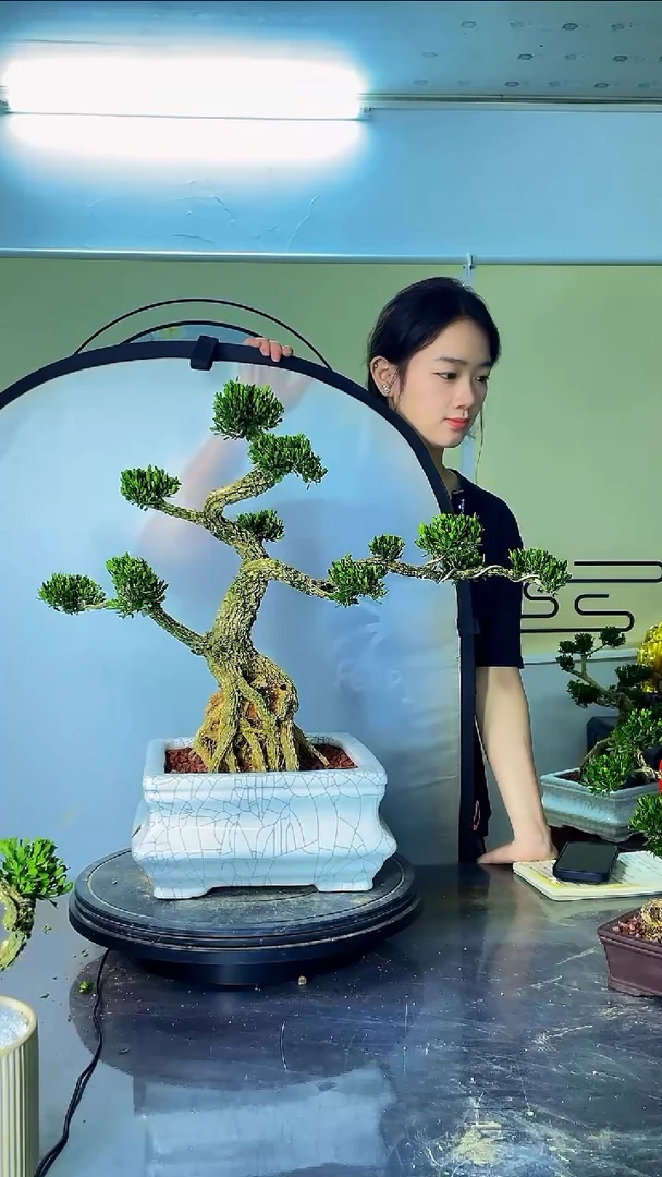完全开放广东雀舌皱皮黄杨高端盆景