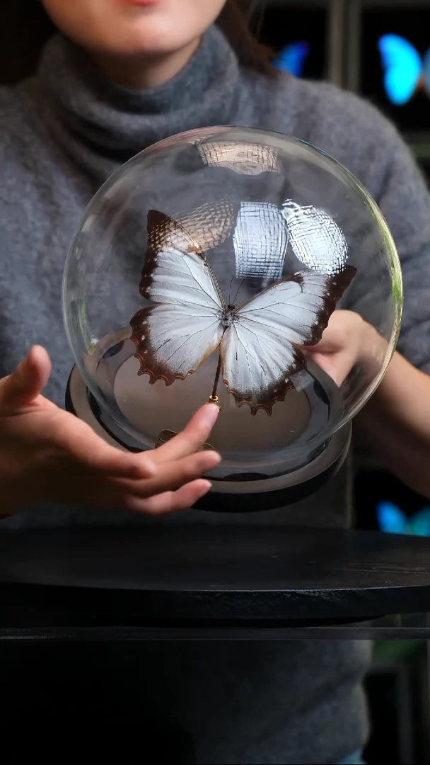 蝴蝶标本摆件竞拍花冠闪蝶M49