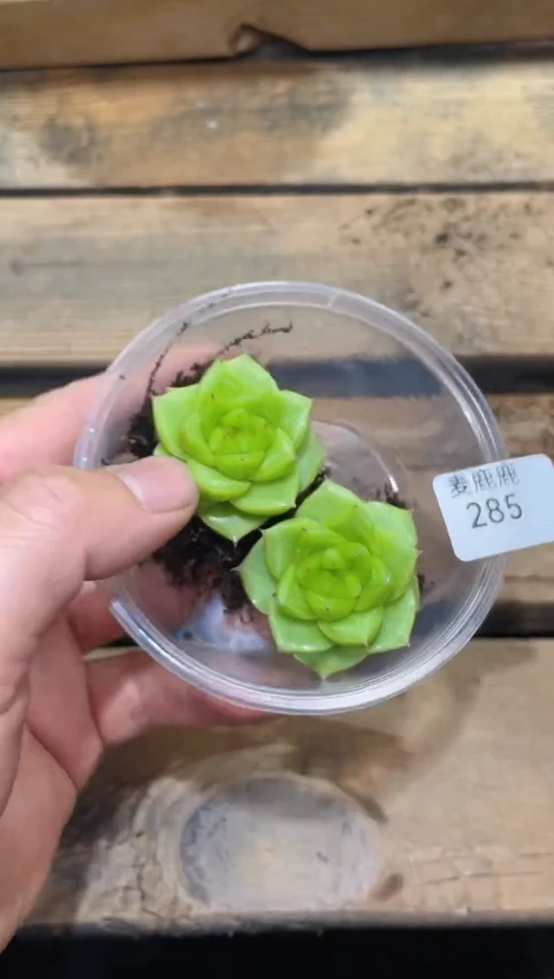 285璃月     2颗量拍