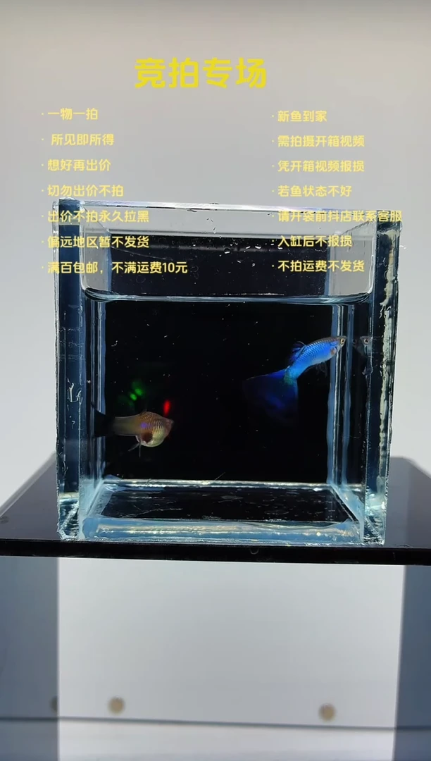 孔雀鱼新加蓝白子一对-12