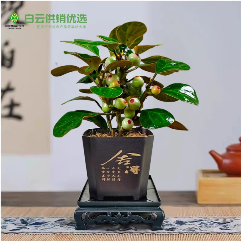 【带果发】小盼菩提树盆景办公室内好养禅意花卉小绿植物盆栽