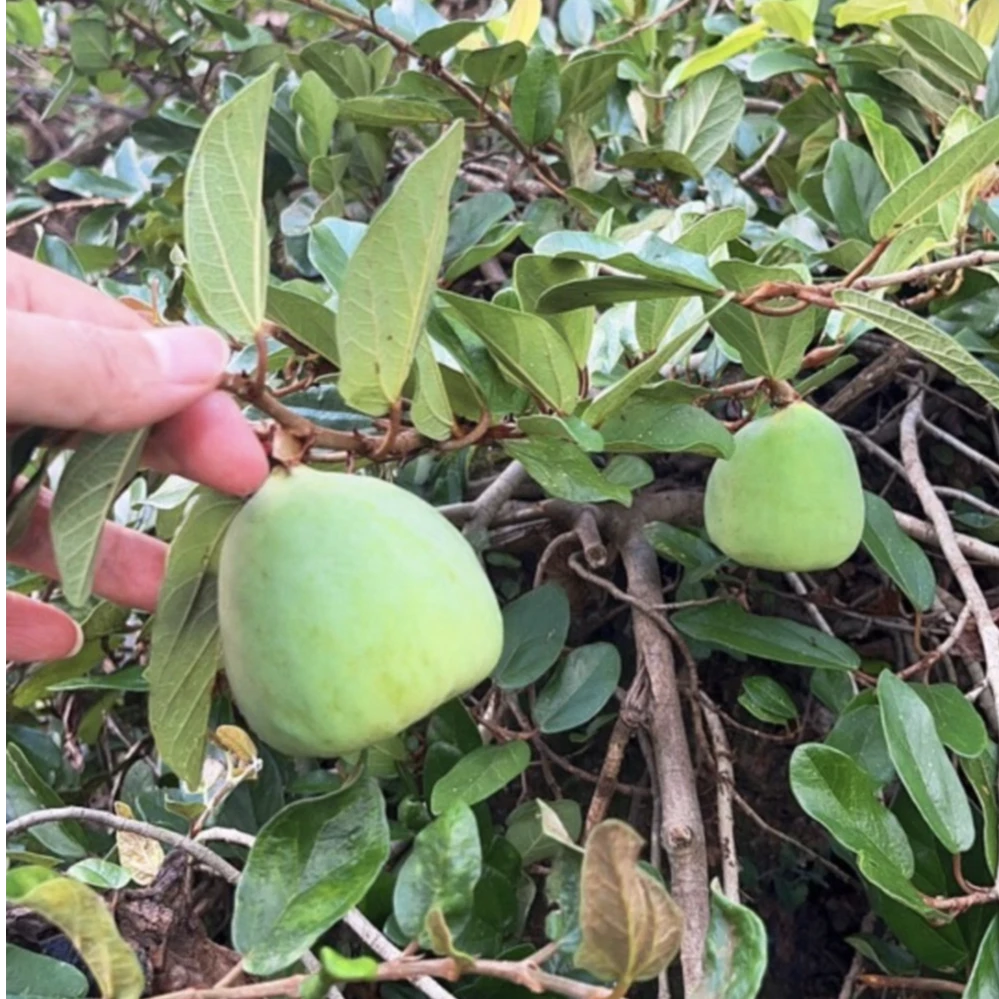 深山纯野生霹荔果霹荔果手搓凉粉籽凉粉果新鲜现摘现发