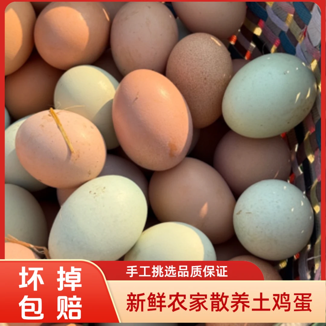 【三金严选】笨鸡蛋正宗苏北农家散养土鸡蛋正宗土鸡蛋直播第一名