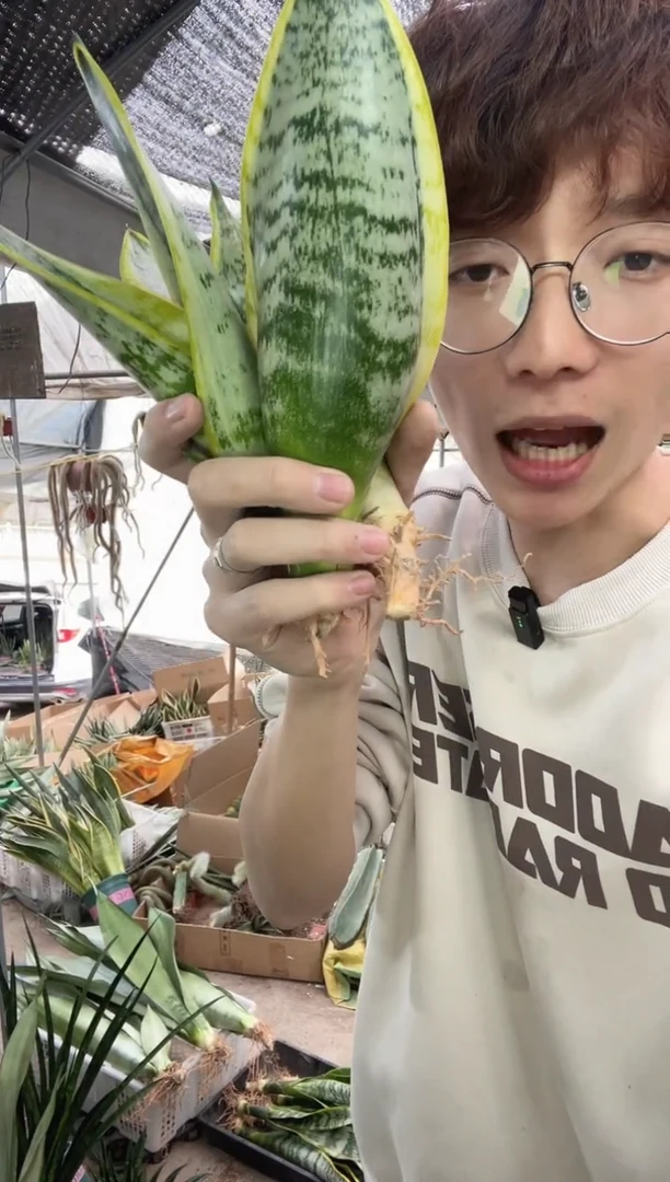 【闪购商品】矮脚金边虎耳裸根3棵9.9