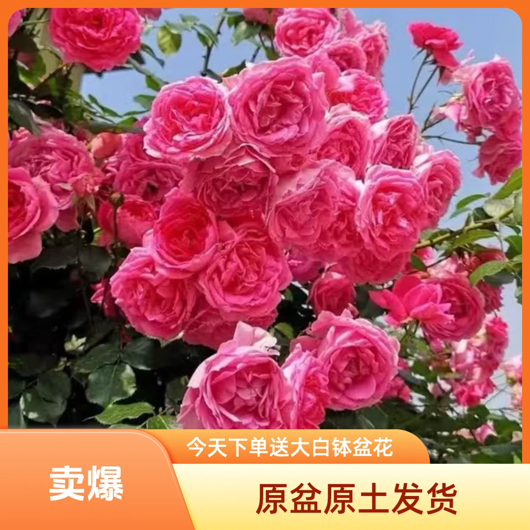爬藤月季大花浓香花苗四季开花适合阳台庭院种植