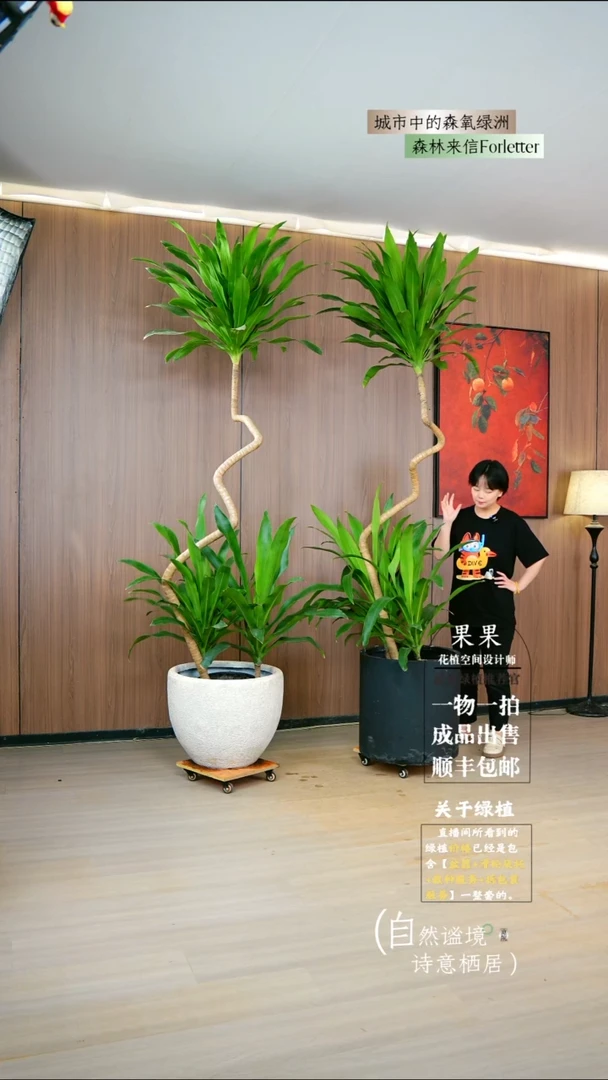 不开花植物惠**丝老桩异型荷花美人铁一整套