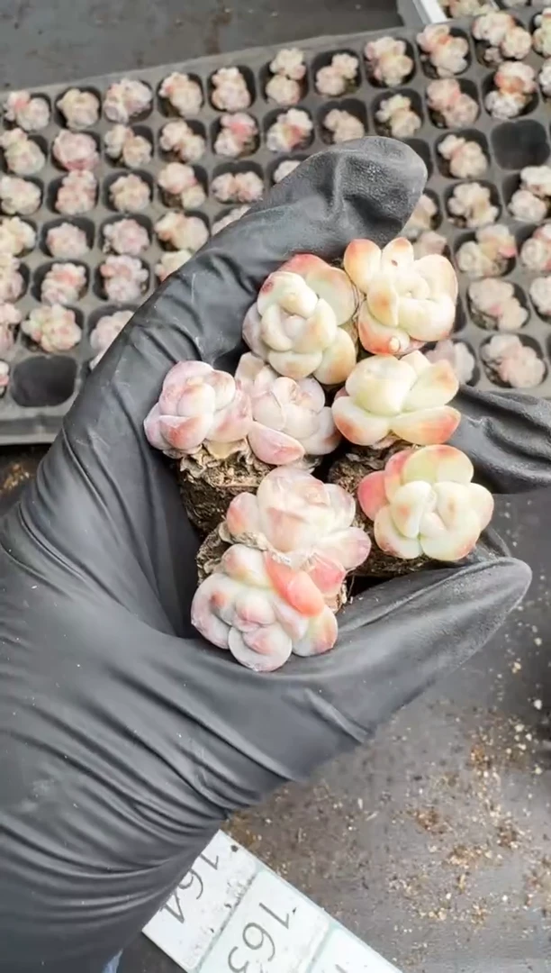 【闪购商品】139号到手7棵--江北多肉