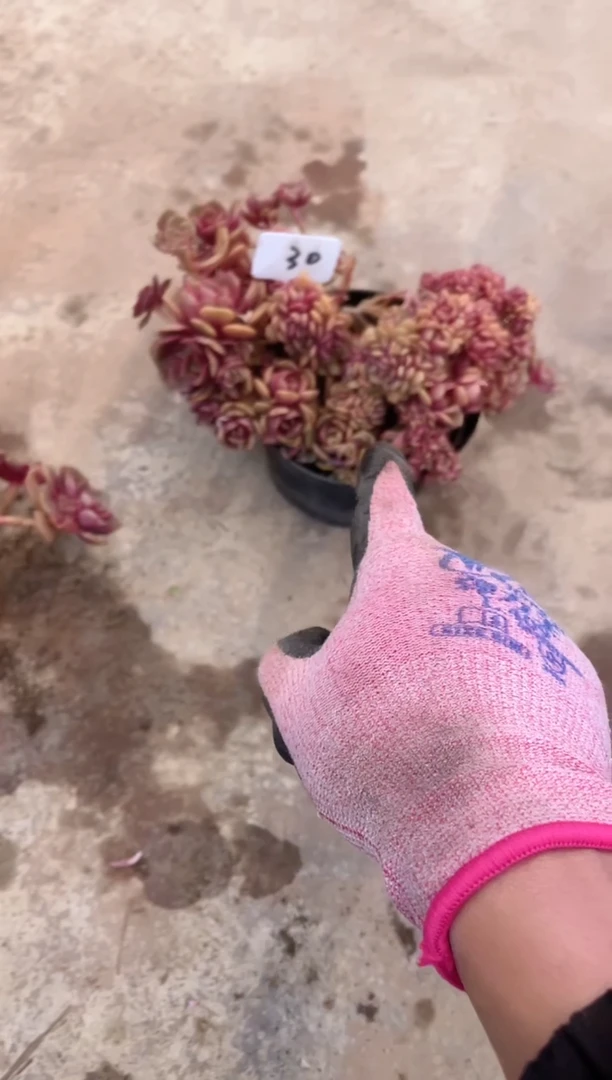 【闪购商品】30号大红袍（轻微断肢掉叶不售后）￥38