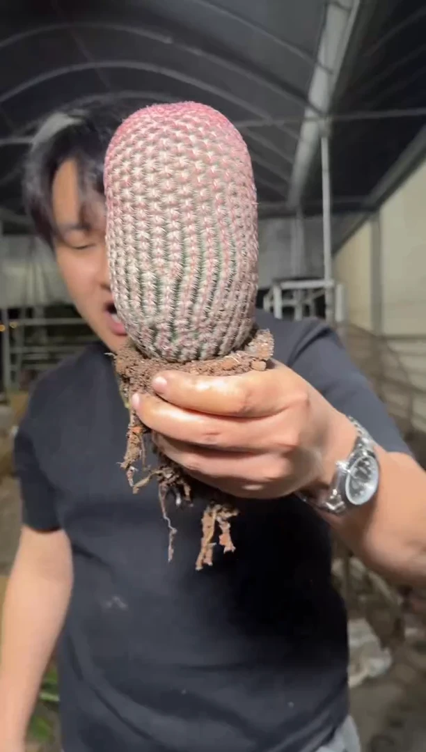 大胖单头 红太阳【带根】