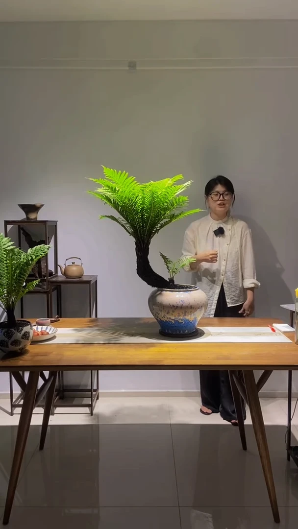 无花朵大弯斜飘老桩富贵蕨四季常青室内绿植