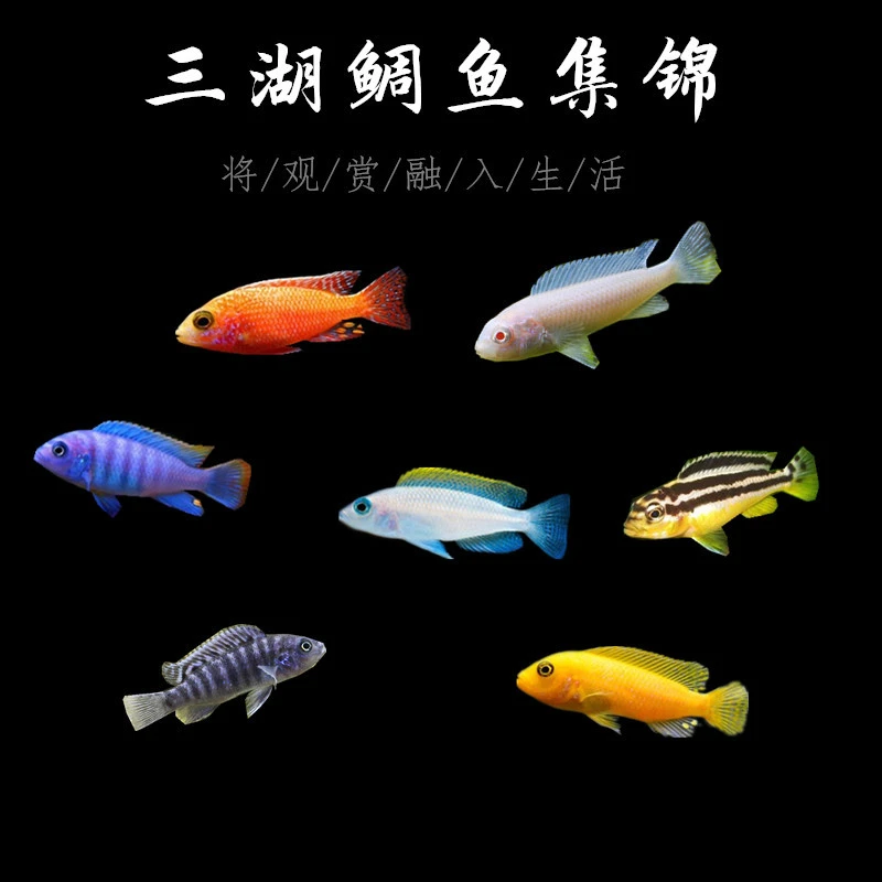 三湖慈鲷鱼马鲷热带淡水观赏鱼大斑马活体好养耐活