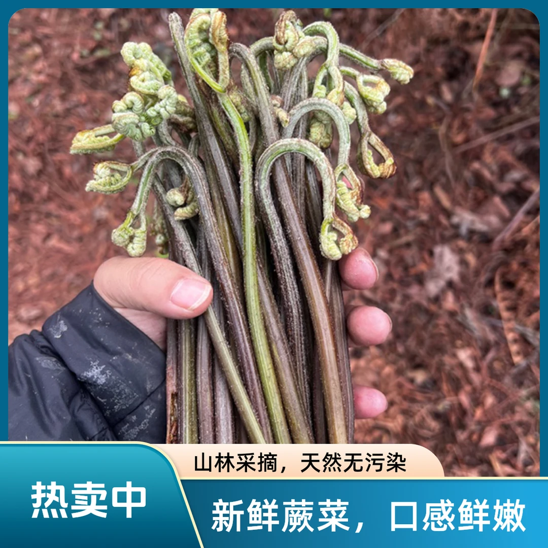 贵州新鲜蕨苔 蕨菜 野外现撇生甜蕨菜龙爪菜野菜蔬菜现摘现发