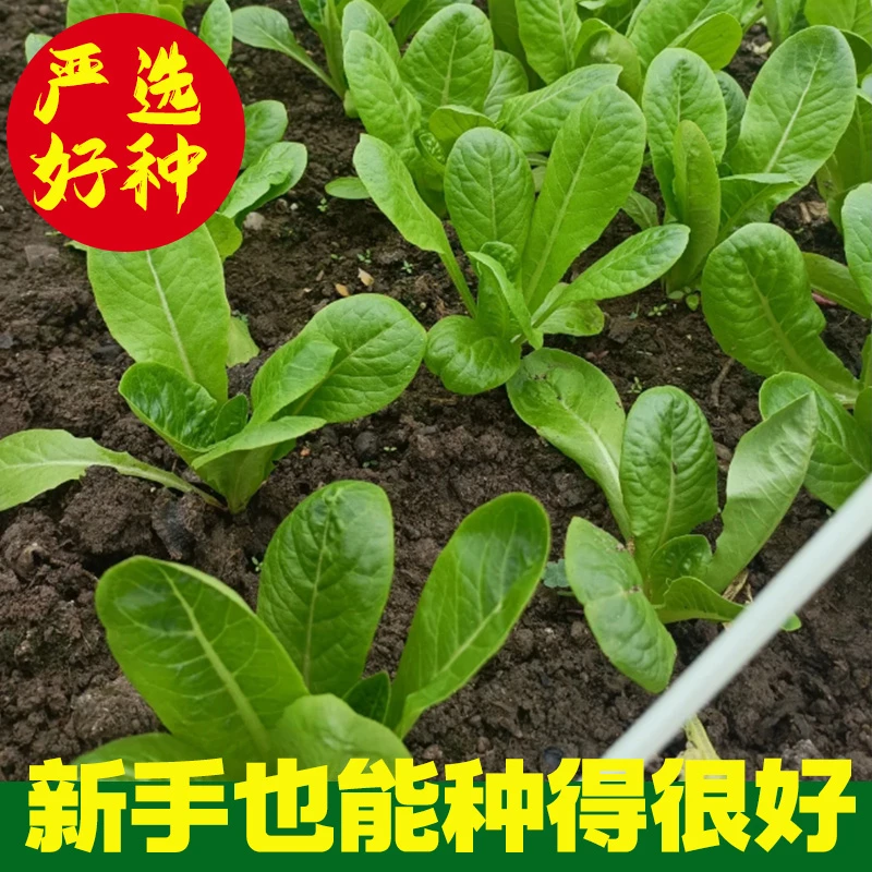 孔雀菜不生虫不打药生吃脆甜高营养直立生菜四季播蔬菜种子沙拉菜