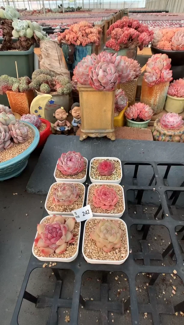 【闪购商品】242多肉六棵一物一拍