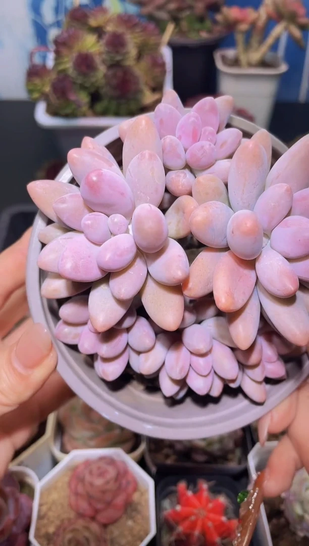 【闪购商品】315粉色恋人美人