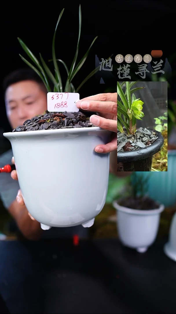 当前无花栽培后可以开花南*春兰皇后绿云（带盆发货）