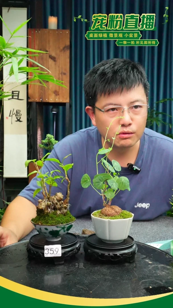 无花朵糖*苔藓微景观0359号