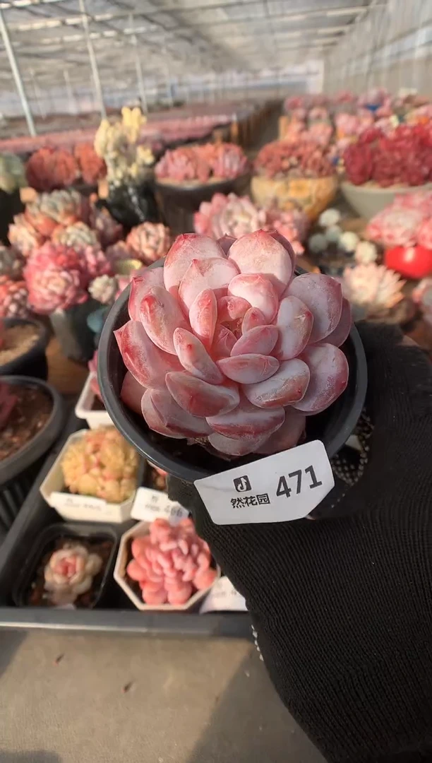 471粉星影多肉植物一物一拍