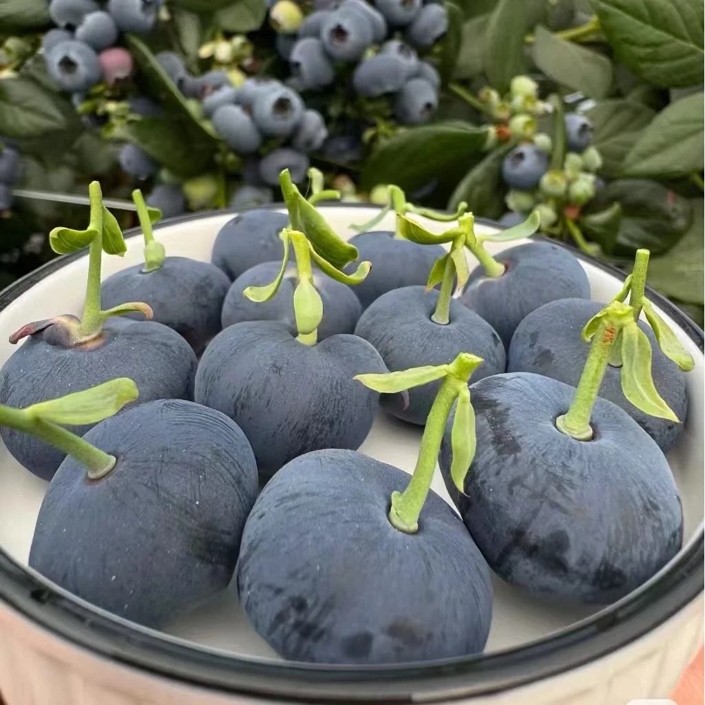 张【当季新鲜现摘品质蓝莓】现摘现发当季新鲜水果蓝莓宝妈孕妈搭档