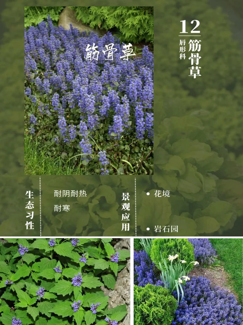 【姬十二单筋骨草巧克力片】 1加仑庭院耐活多年生耐寒耐热