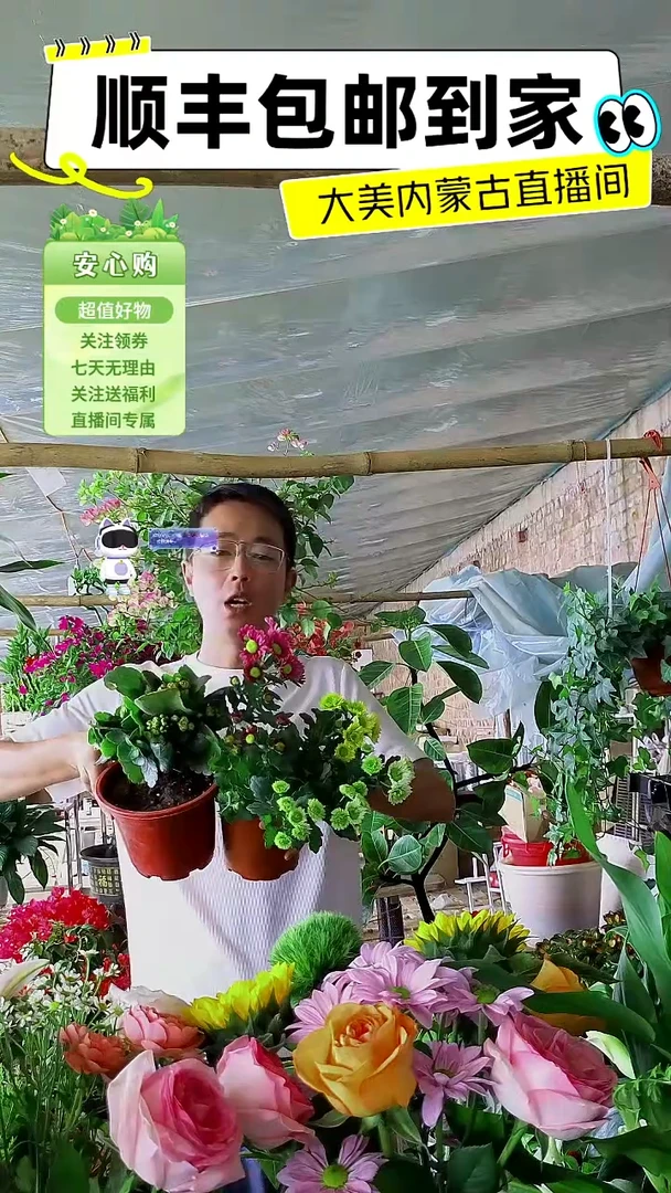 完全开放三色小雏菊加红色长寿