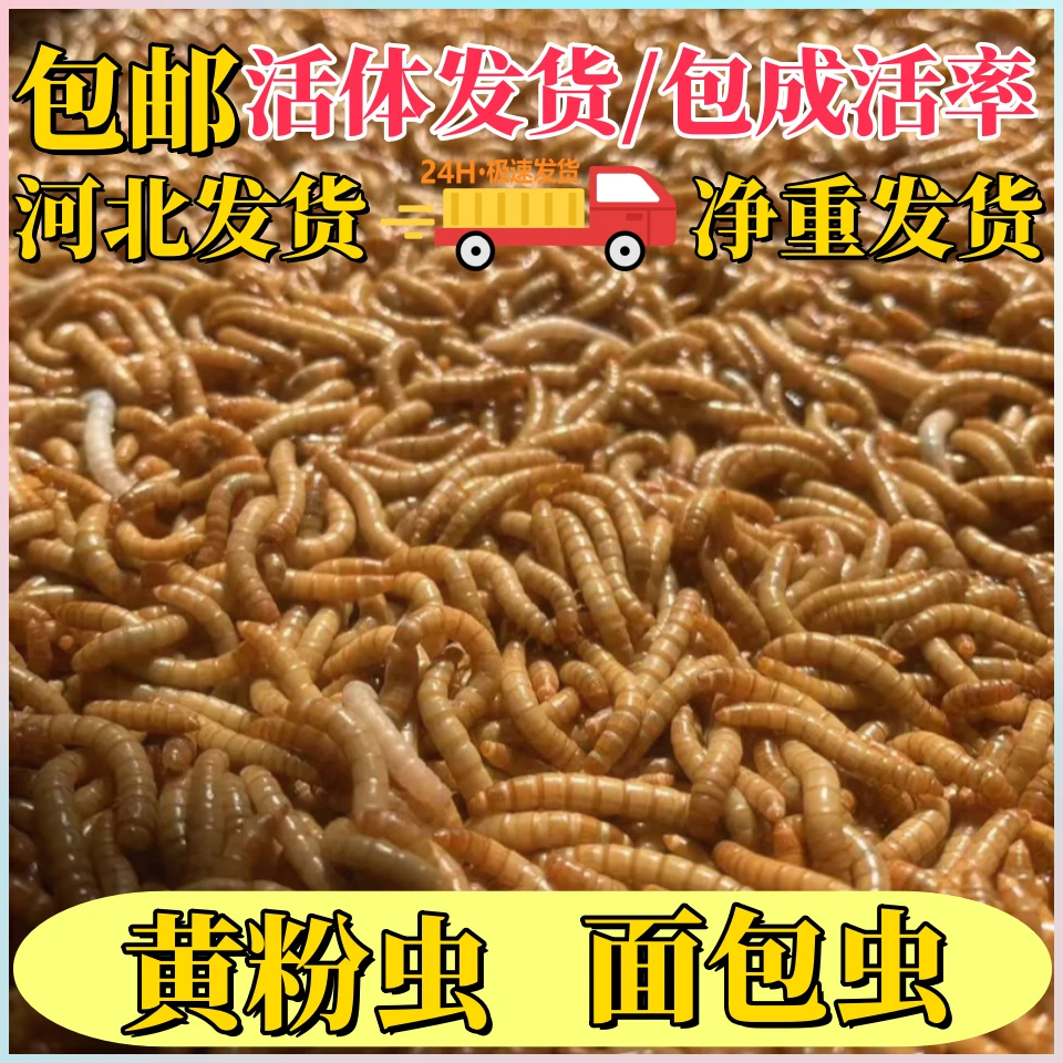 面包虫活体高品质营养优质活体黄粉虫活饵高蛋白宠物饲料钓鱼鱼食