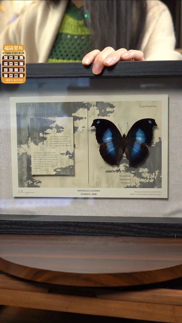 爱情鸟蛱蝶新版本