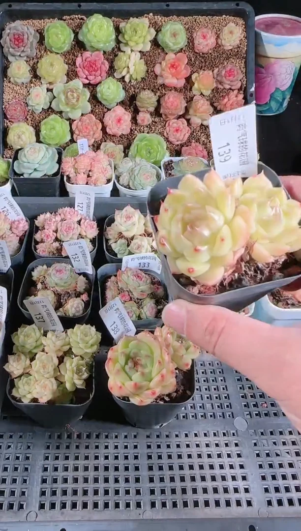 1201-139多肉群生不包整