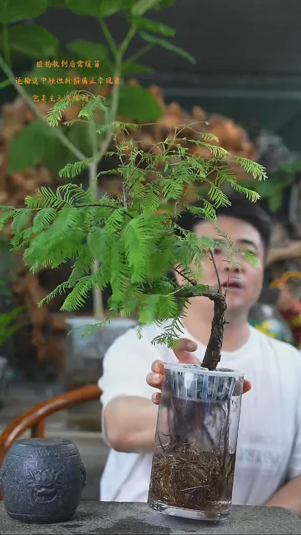 完全开放水杉074+