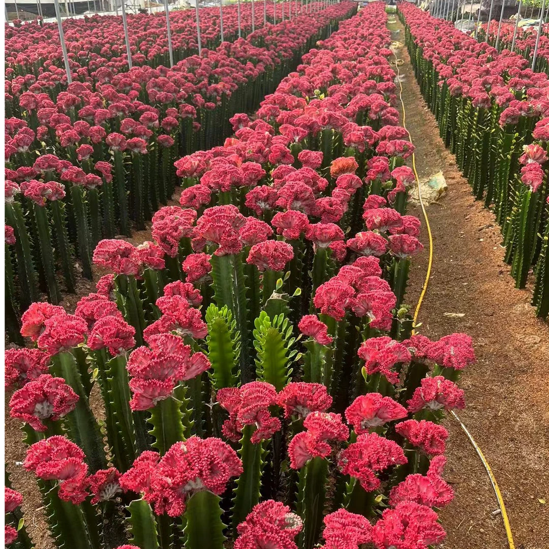 麒麟客厅盆栽绿植盆栽仙人掌室内绿植净化空气防辐射好养耐旱