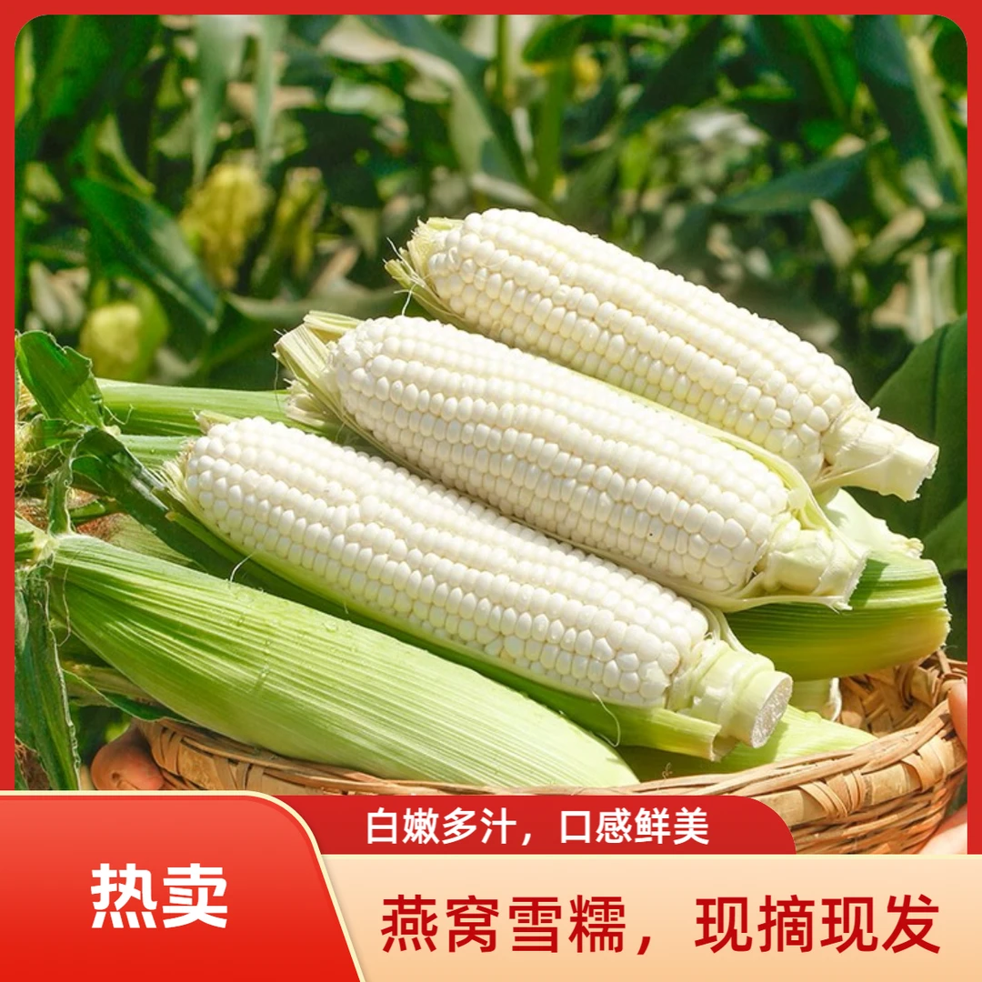 【燕窝雪糯】云南燕窝雪糯玉米现摘新鲜现发巴掌小甜白糯玉米5-9斤包邮白糯玉米软糯香甜重庆发货云南省