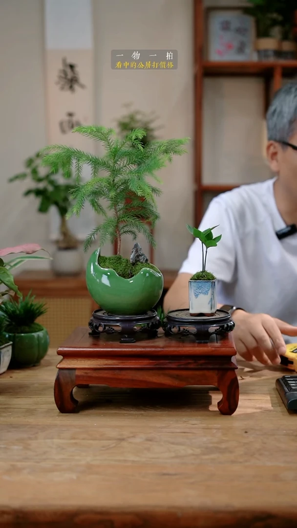 不开花植物晓*南洋杉080