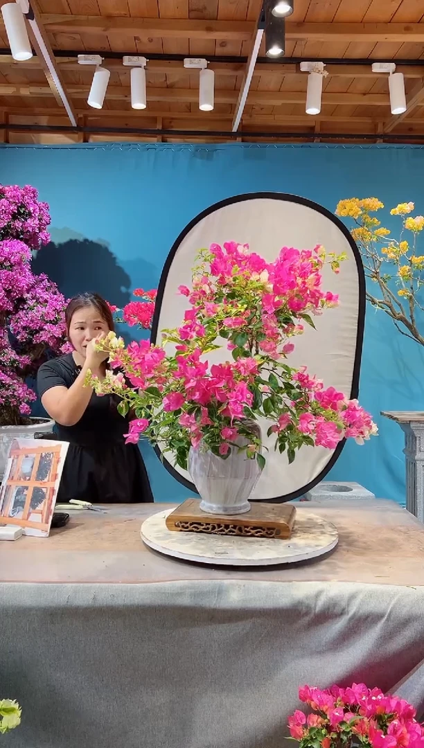 大量花朵（建议范围：8朵-15朵 或40%以上）金心双色