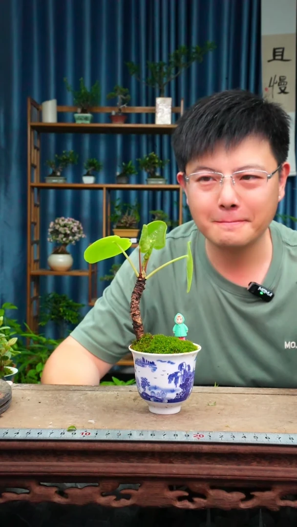 无花朵苔藓微景观387号